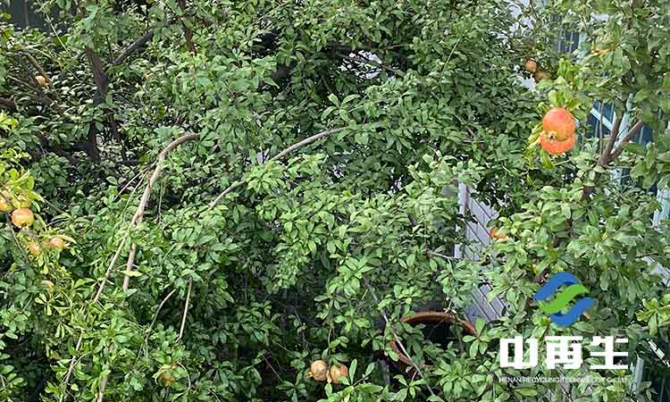 生活垃圾作為人類社會發展必然的產物,具有哪些特性